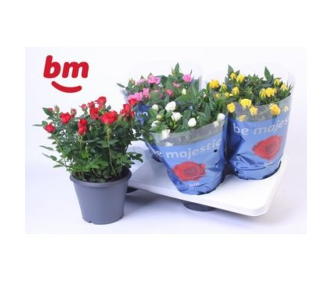 ROSIER BEAUMONDE VARIE