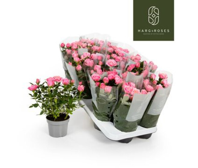 ROSIER KORDANA ROSE