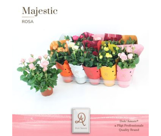 ROSIER KORDANA VARIE