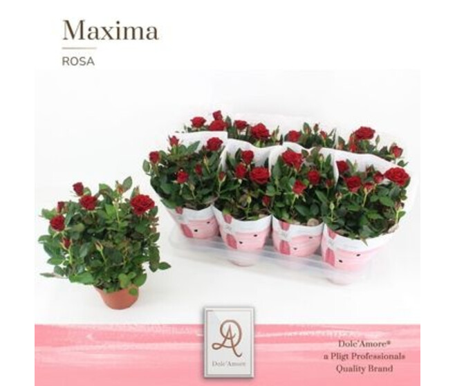 ROSIER DOLCE AMORE ROUGE