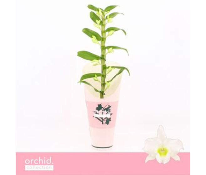 DENDROBIUM 1BR NOBILE BLANC
