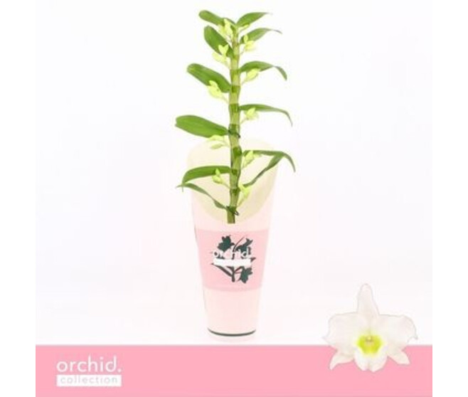 DENDROBIUM 1BR NOBILE BLANC