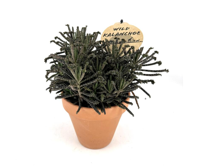 KALANCHOE TUBIFLORA P TERRE