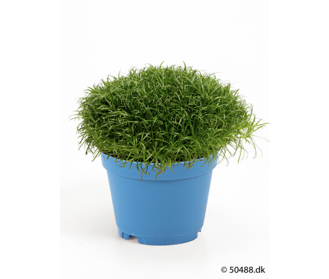 SAGINA SUBULATA