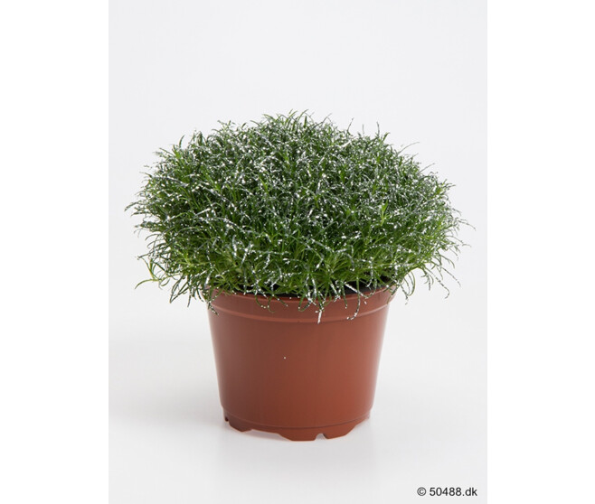 SAGINA SUBULATA