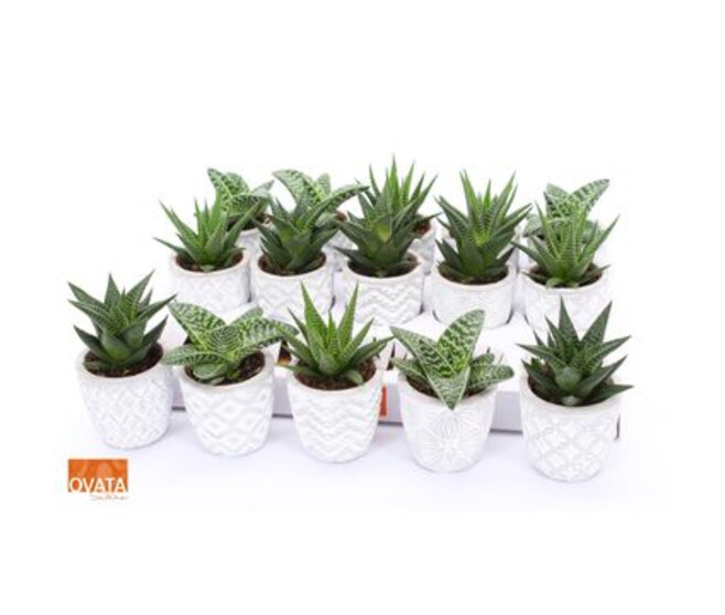 SUCCULENTE CERAM