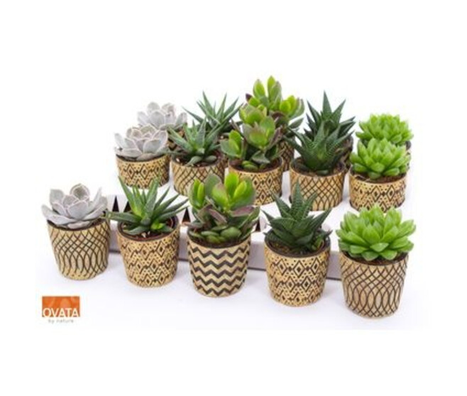 SUCCULENTE CERAM