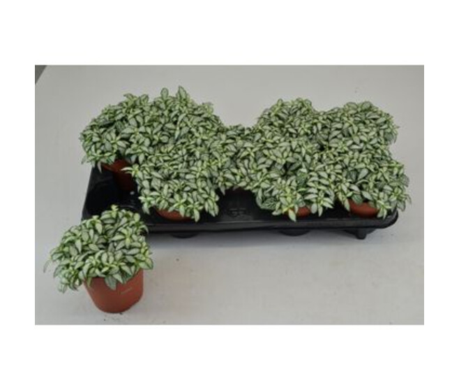 FITTONIA FOREST FLAME