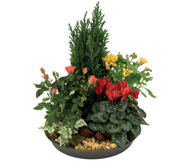 COUPE EXT GREGOIRE