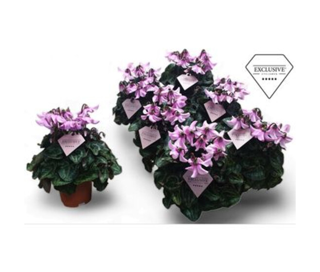 CYCLAMEN PETTICOAT ROSE