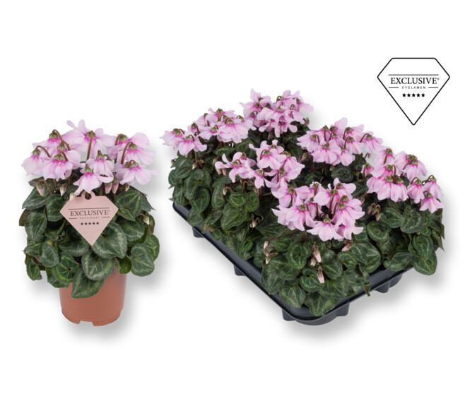 CYCLAMEN PETTICOAT ROSE