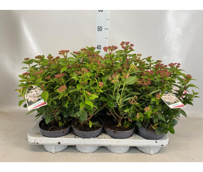 VIBURNUM TINUS