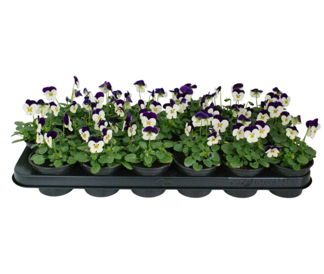 PENSEE CORNUTA ROUGE BLANC