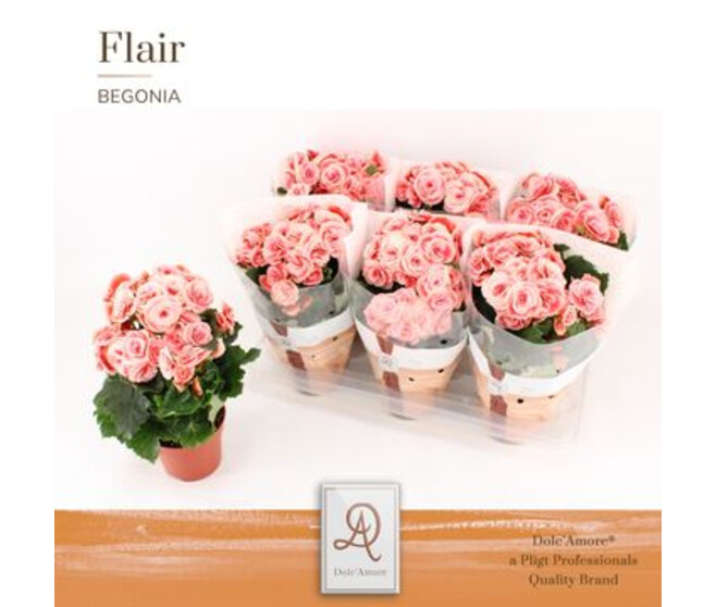 BEGONIA BORIAS