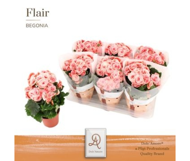 BEGONIA BORIAS