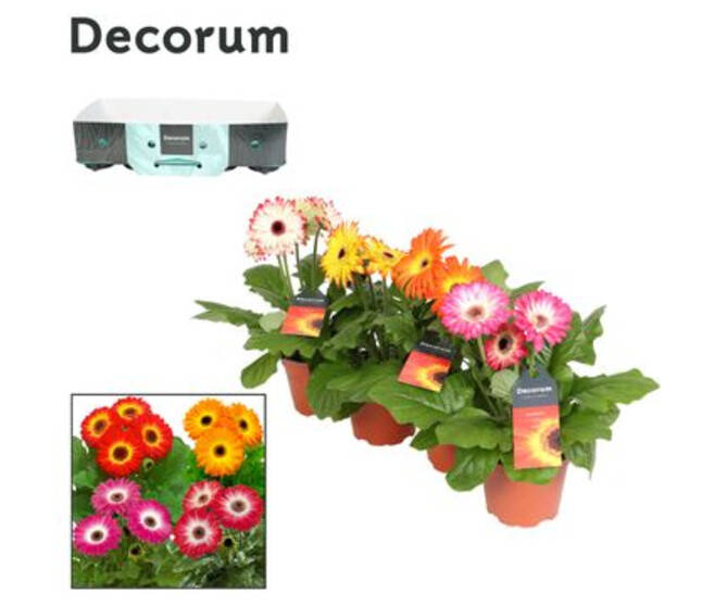 GERBERA TWISTER VARIE