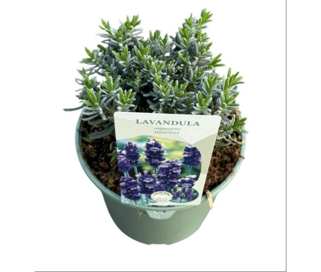 LAVANDE HIDCOTE