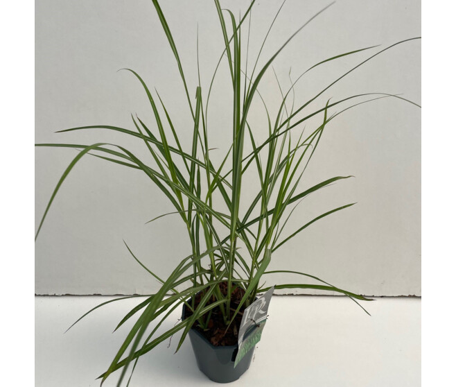 MISCANTHUS SINENSIS