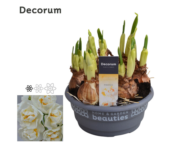 NARCISSE BRIDAL CROWN