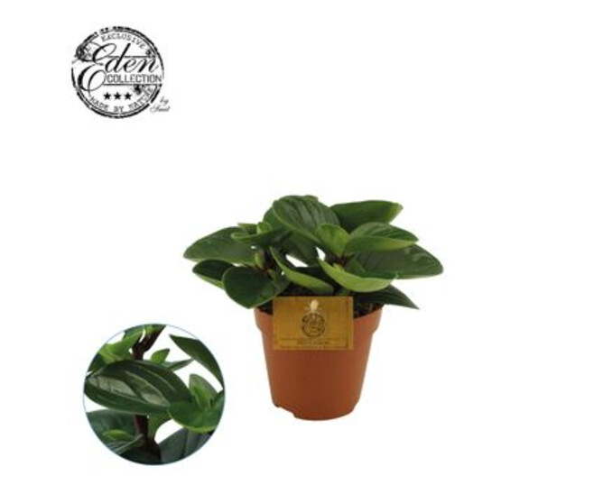 PEPEROMIA RED CANYON
