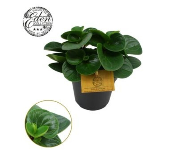 PEPEROMIA RED CANYON
