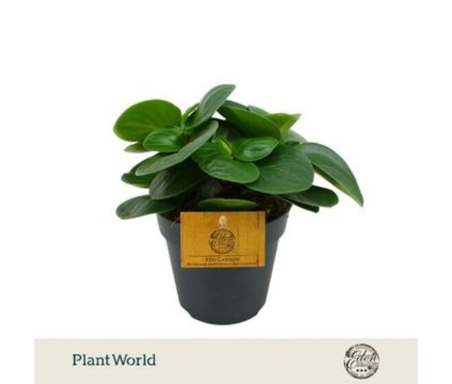 PEPEROMIA RED CANYON