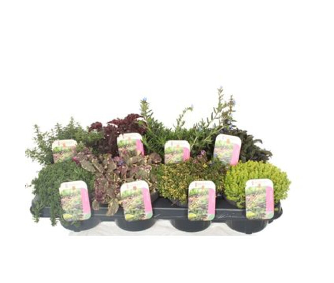 SEDUM VARIE