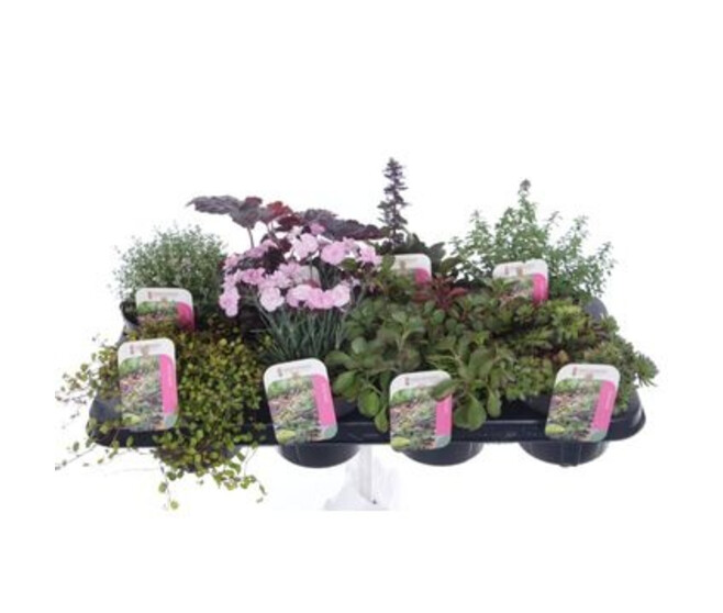 PLANTES EXT ROCAILLE