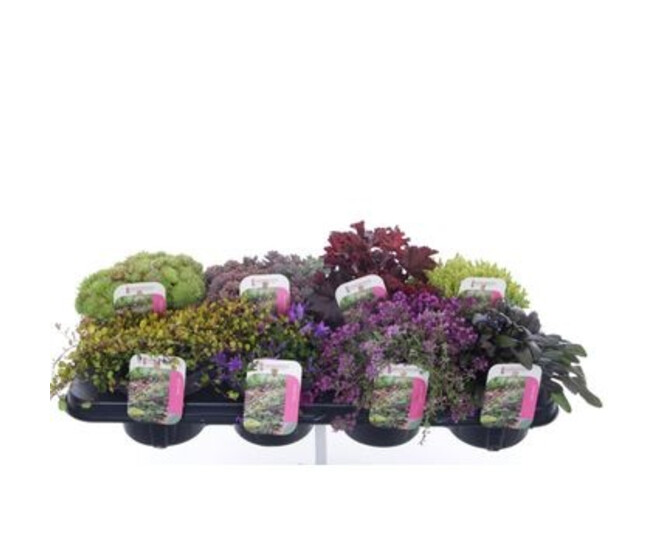 PLANTES EXT ROCAILLE
