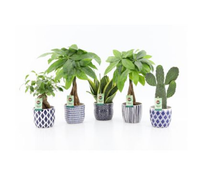 PLANTE VERTE CERAM