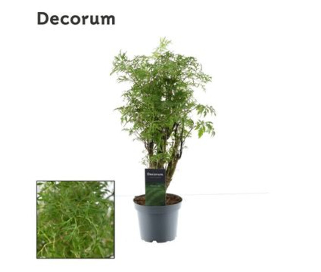 ARALIA POLYSCIAS FRUTICOSA
