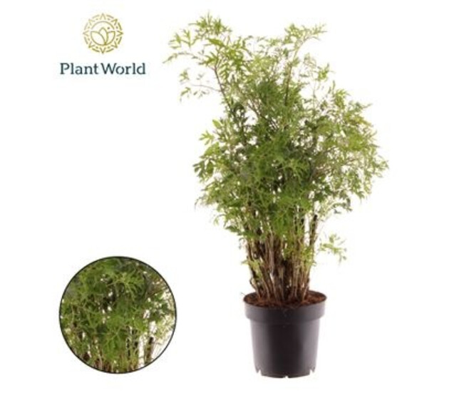 ARALIA POLYSCIAS FRUTICOSA