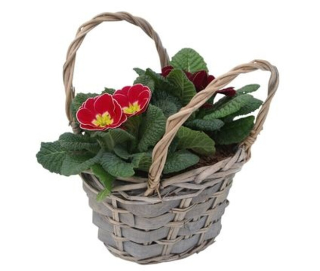 PRIMEVERE ACAULIS X2 VANNERIE