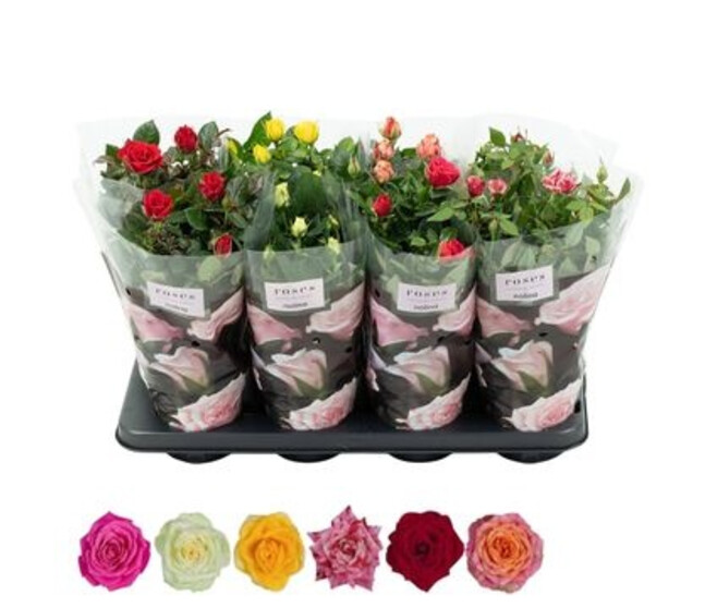 ROSIER PATIO VARIE