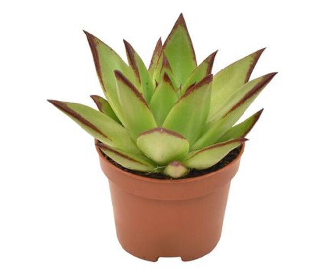ECHEVERIA