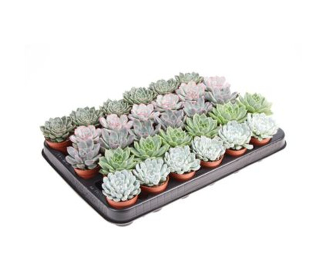 ECHEVERIA VARIES