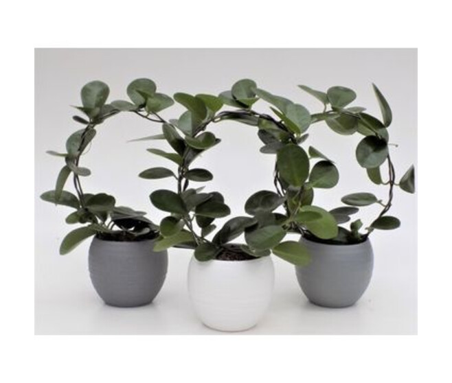 HOYA AUSTRALIS ARCEAU CERAM