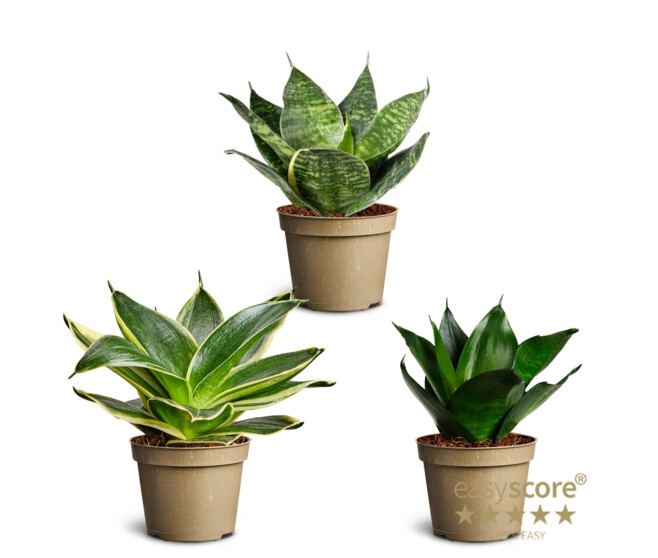 SANSEVIERIA