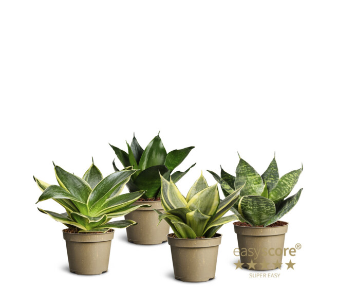 SANSEVIERIA