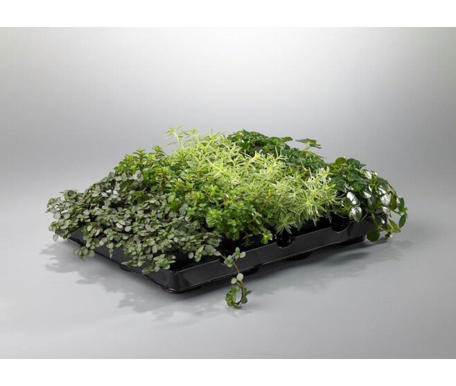 SEDUM