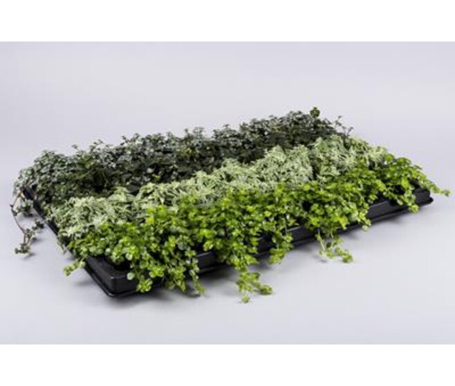 SEDUM