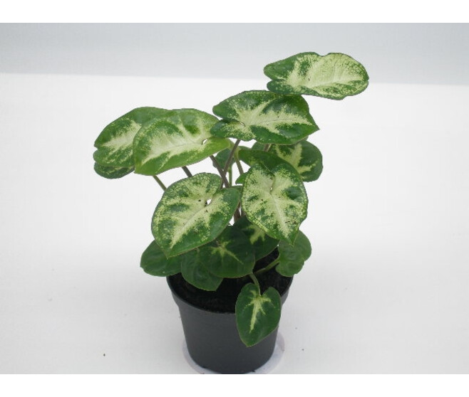 SYNGONIUM PIXIE