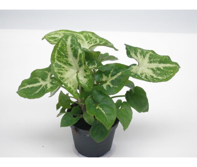 SYNGONIUM ROBUSTA
