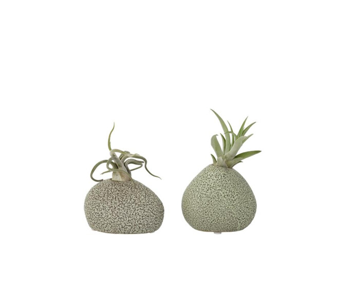 TILLANDSIA IONANTHA CERAM