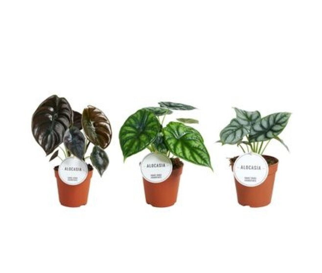 ALOCASIA