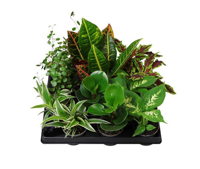 PLANTES VERTES VARIEES