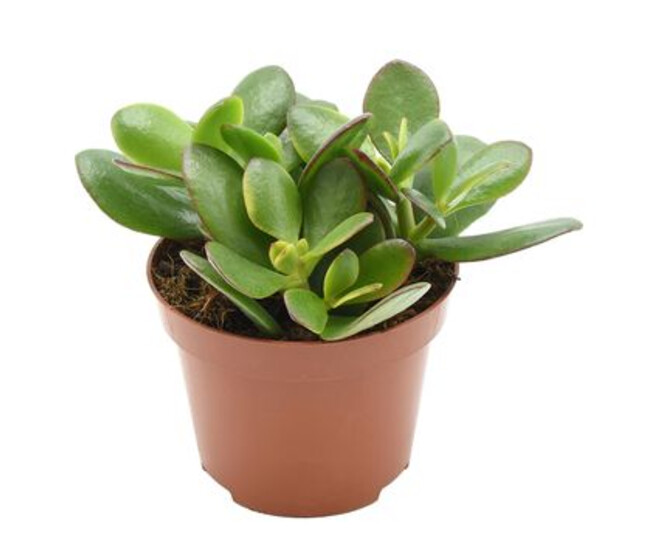 CRASSULA SUNSET