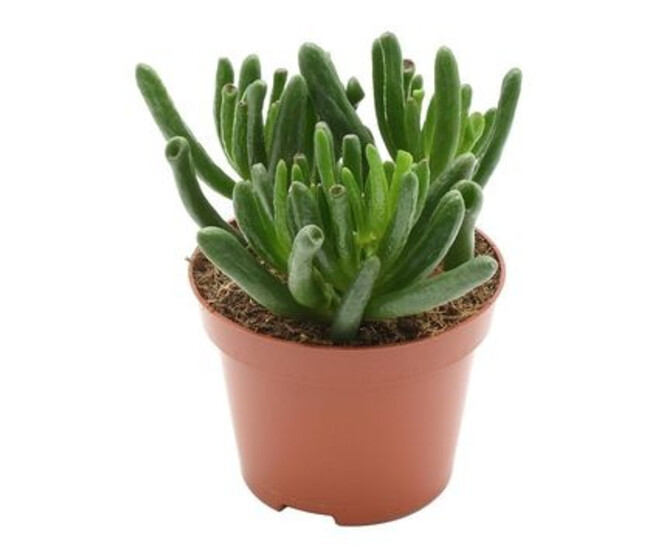 CRASSULA HOBBIT