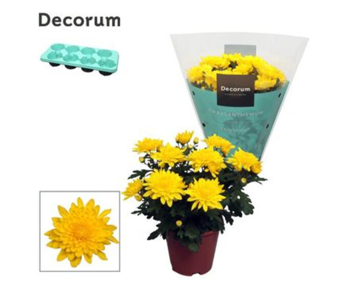 DENDRANTHEMA 3PP FL DBLE JAUNE