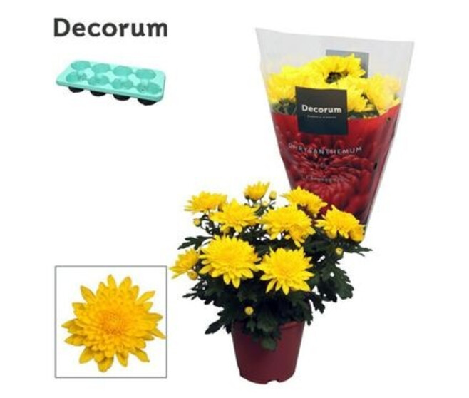 DENDRANTHEMA 3PP FL DBLE JAUNE